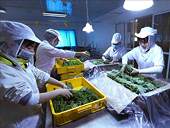 Fruit, vegetable exports see green shoots, targeting 7 billion USD