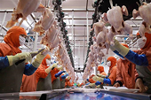 Việt Nam set to export chicken meat to Islamic nations