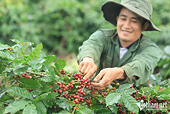 Coffee price at all-time high, exporters incur losses