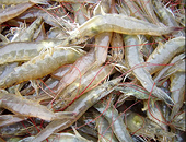 India wants US to effect WTO ruling on shrimp exports soon