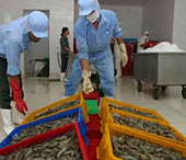 US cuts tariffs for shrimp exporters