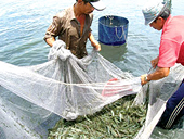 Anti-dumping tax makes Vietnamese shrimp less competitive