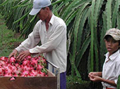 Irradiation costly for dragon fruit exporters