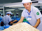 Cashew SMEs in dire straits, most have closed down