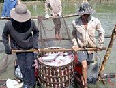 US farm bill may block tra, basa catfish imports
