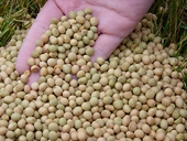 China seeks to calm anger over soy imports