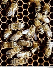 Factions of the honey industry fight for control