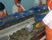 (Thailand) Shrimp exports withstand worldwide downturn