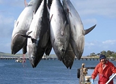 India - More fish exports with less traders