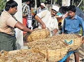 Refusal to diversify may cost shrimp farmers dear