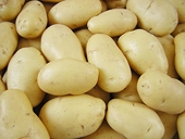 China to launch countervailing probe on EU potato starch