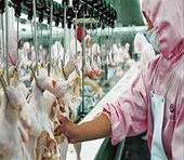 China to levy duties on US chicken