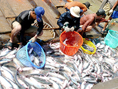 VASEP decries tariffs on tra catfish