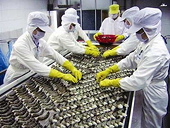 US reduces anti-dumping tariff on Vietnamese shrimp