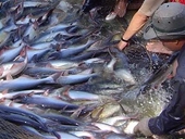 Vietnamese tra fish faces difficulty in Brazil