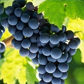 Mexican tariff on California grapes eliminated 