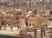 Australia - Jumping on the live export bandwagon 