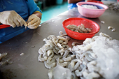 Vietnam: Shrimp exporters face hostile conditions