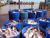 US: Catfish regulations - What’s the catch