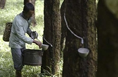 Malaysia: 'No rubber export restriction for now'