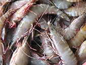 U.S. for fresh duties on Indian shrimp