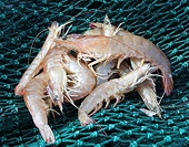 US: Gulf shrimpers filed petitions over shrimp imports