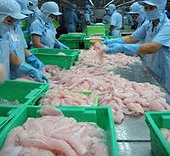 VASEP voices against anti- dumping tax on catfish