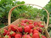 EU imports ‘hurt SA agro-processing firms’