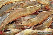 India: Shrimp exports to US under anti-dumping scanner
