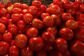 Florida growers file lawsuit over new tomato pact