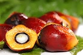 Malaysia Keeps Palm Oil Export Tax Unchanged for Fourth Month