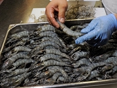 India: Thai disease could negate US duty effect on shrimp exports