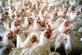 China Will Not Appeal US Chicken Trade Decision; WTO Ruling Favoured US