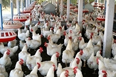 Poultry producers seek protection from EU dumping