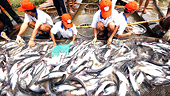 Russia suspends Vietnamese Tra fish imports