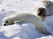WTO panel looking at decision to uphold EU ban on seal products