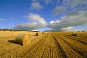 How to Get WTO Talks Moving: Take on Agriculture Subsidies