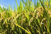 Vietnam's rice export revenue plunges 30.5 pct in first month