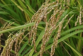 Vietnam's rice export reaches 2.68 mln tons in H1