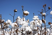 Australia set to become third largest cotton exporter: report