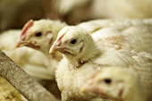 ‘Anti-dumping chicken trariffs unnecessary’