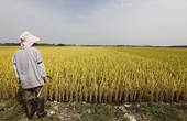 South Korea to scrap rice import caps, farmers stage protest