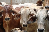 Vietnam: Beef industry urged to undergo transformation
