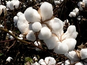 Bright future for Vietnam, Africa raw cotton trade