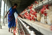 WTO decision made on India poultry dispute