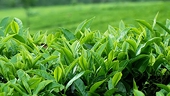 VN: Tea exports plunge on quality issues