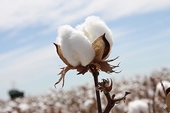U.S., Brazil close to ending cotton trade rift