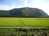 Japan refuses to eliminate agricultural tariffs, and spikes the TPP