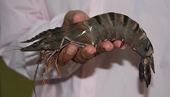 VN: Seafood exports in fourth quarter forecast to reach USD2.1 billion