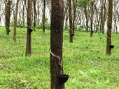 VN Rubber may face dumping probe in India